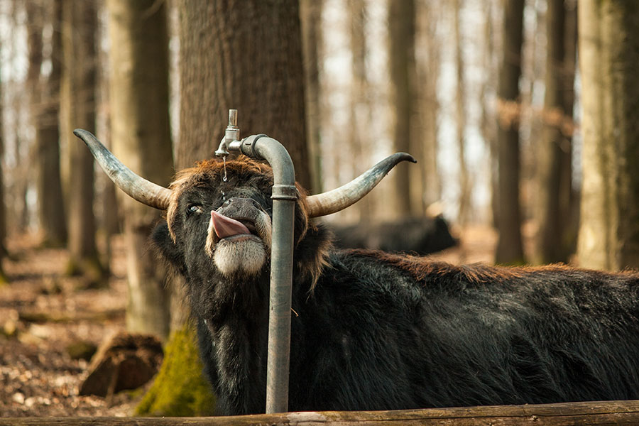 Wildpark Kaiserslautern