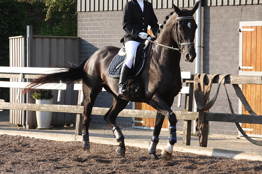 Dressage