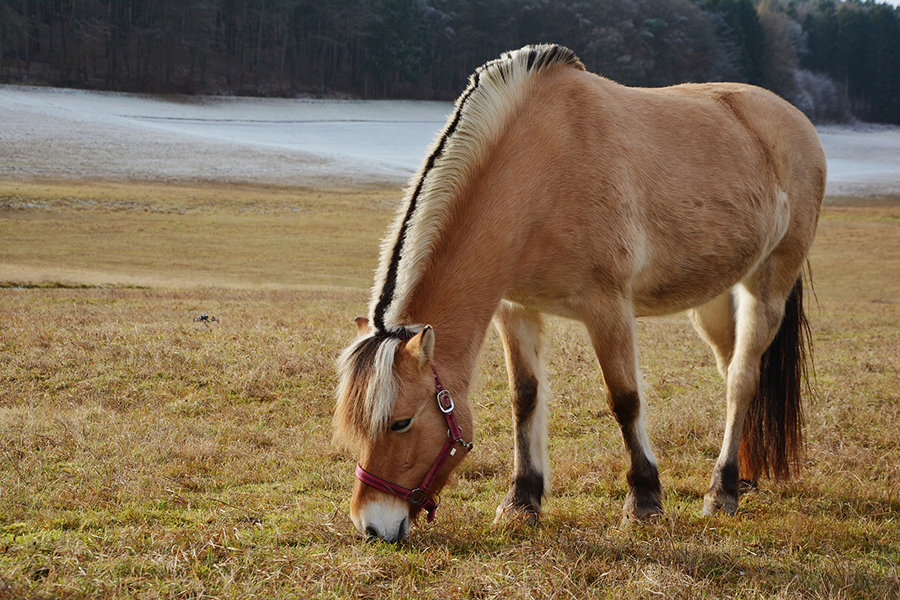 Fjord horses