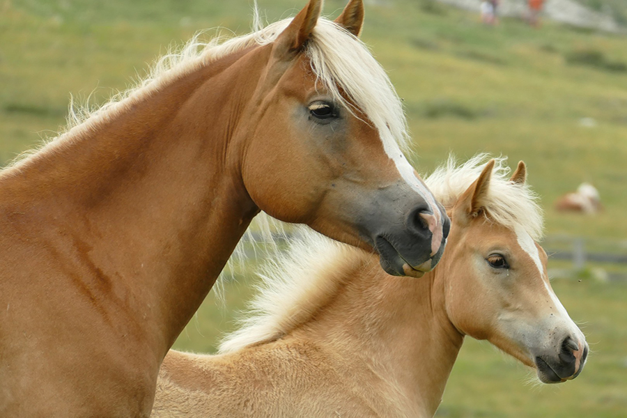 Haflinger