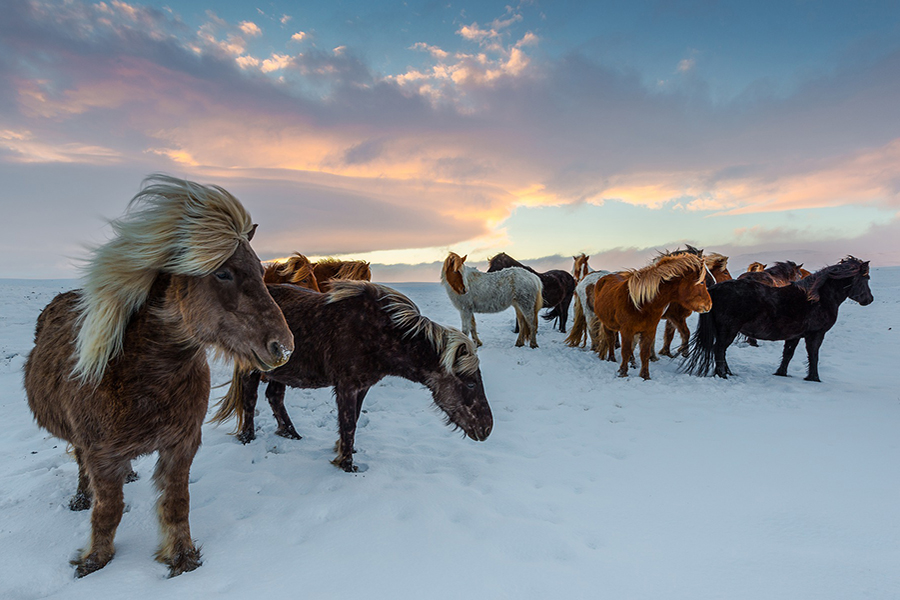 Icelanders