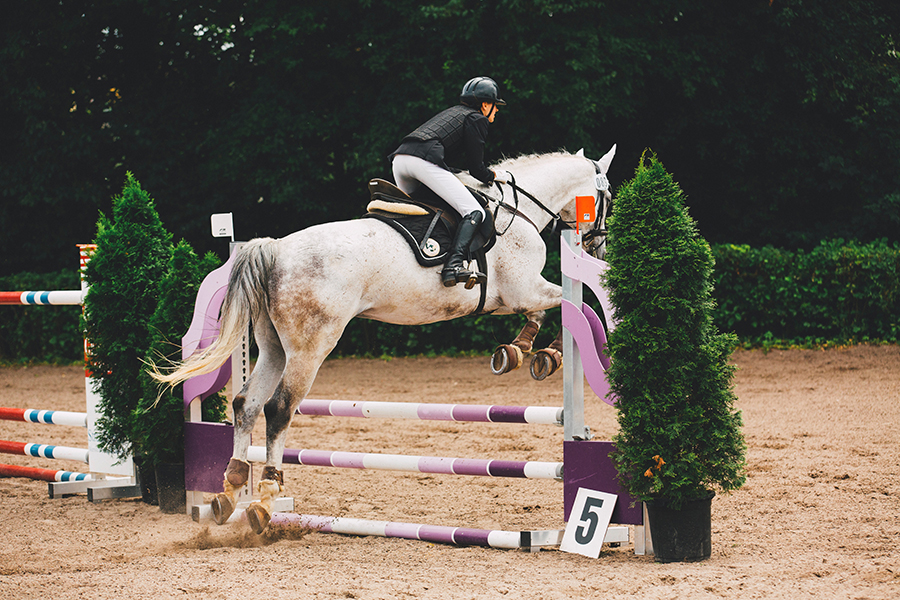 Show jumping