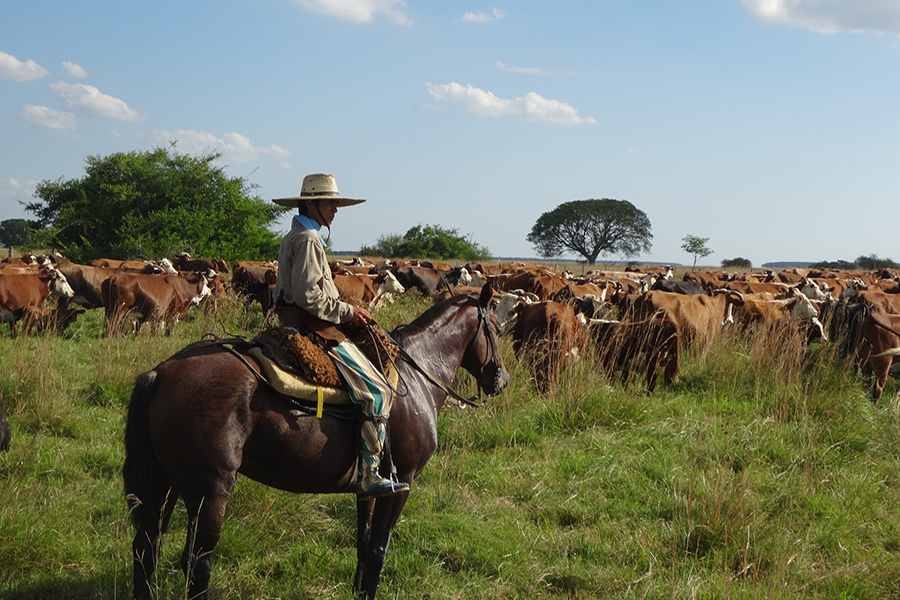 Gaucho