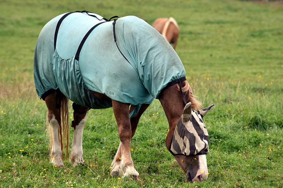 Equine physiotherapist