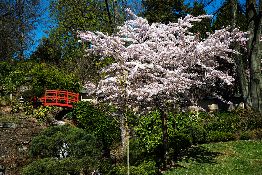 Japanischer Garten Japanischer Garten