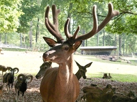 Kinderführung – Abenteuer Wildpark