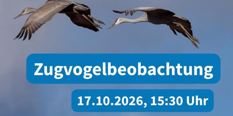 Zugvogelbeobachtung am Grünstadter Berg